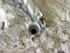 CD-14 Series - Hurricane Anchor Bits - Hurricane Anchor Drills - Hurricane Shutter Bits - Carbide Tipped Drill Bits - Masonry Drill Bits - Specialty Bits - Anchor Bits 